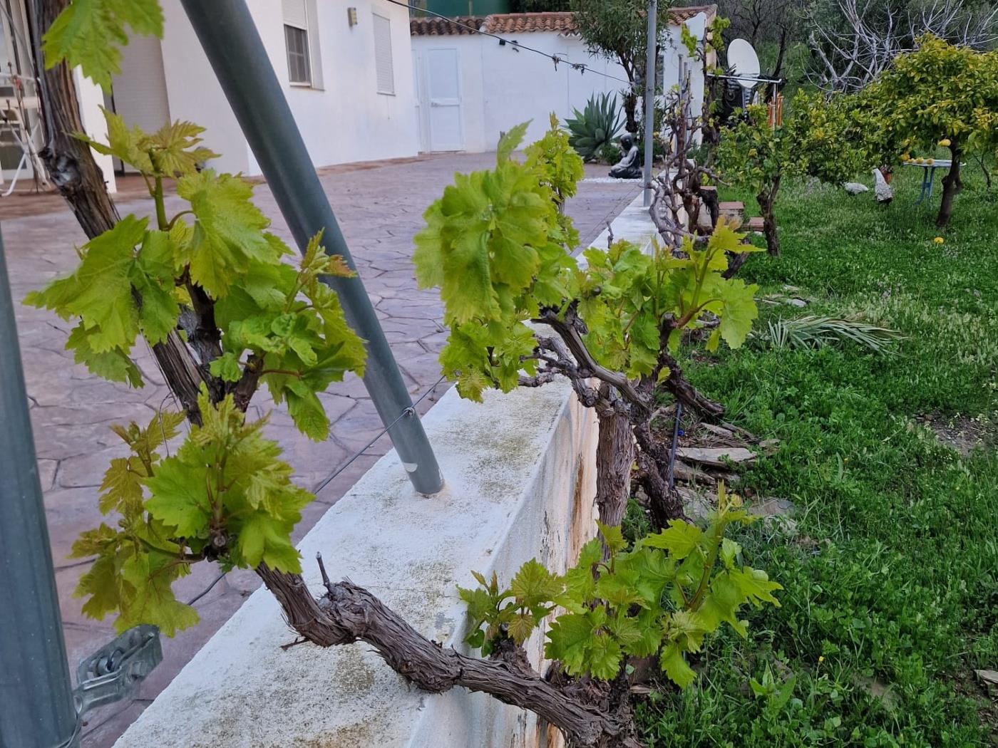 Chalet Independiente con 12.000 m2 de terreno, Guaro en Guaro